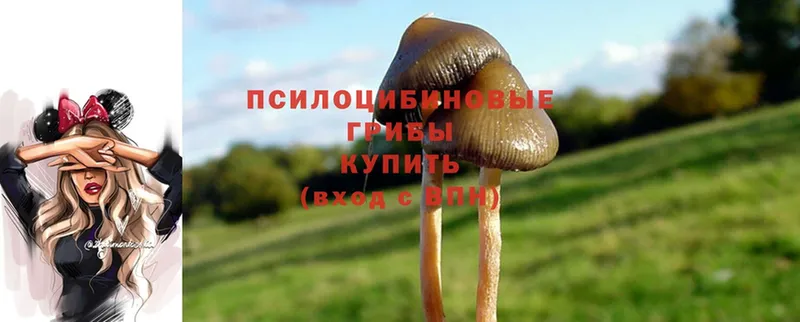 Псилоцибиновые грибы MAGIC MUSHROOMS  Отрадная 